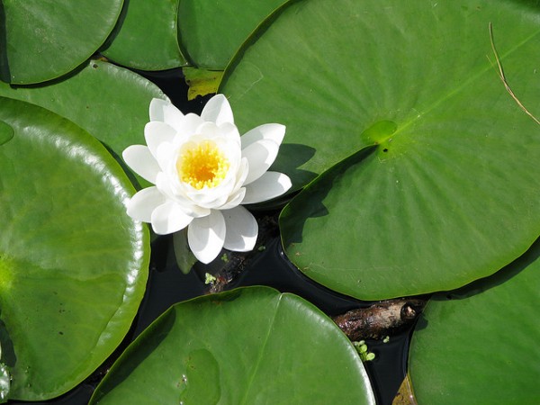 Water Lillies 