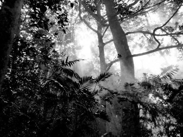 Guanacaste trees, surf, poetry