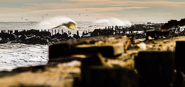 It's a sure thing that when New Jersey is on, you'll find these littering virtually the entire coast. Photo: Christor Lukasiewicz