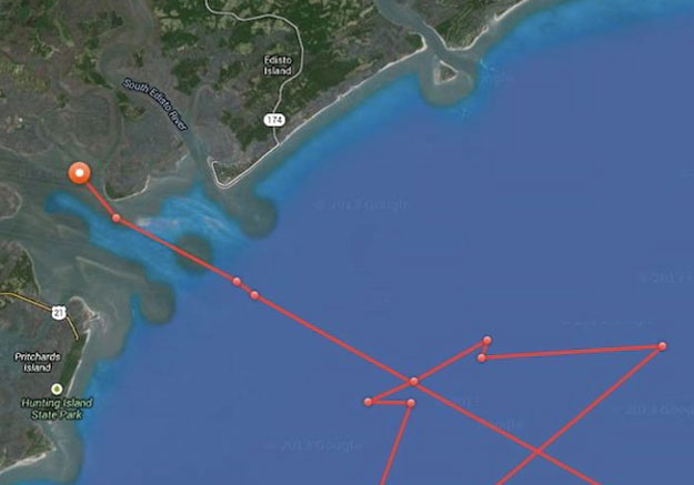 Red line shows Mary Lee’s position on Wednesday afternoon, deep inside St. Helena Sound. Photo: Ocearch