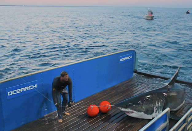 Mary Lee during her 2012 tagging off Cape Cod. Photo: Ocearch