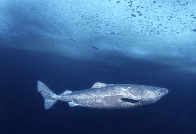 A greenland shark, not looking for moose.