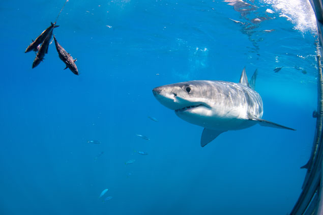 A curious shark drawn to a baited line. Photo: Shutterstock