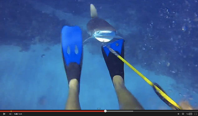 You're in around 70 feet of water with a  lion fish on the end of your spear, when you feel a nudge. You turn and see a Caribbean reef shark, hinting that he wants your lion fish. Cue mad panic, at least in the case of most people. This guy, however, does not. 