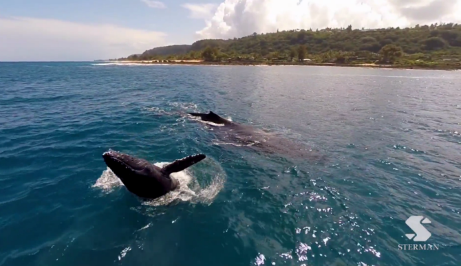 Eric Sterman Drone Whale Watching Screenshot