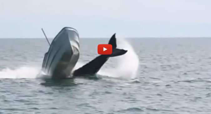 Yikes. Whales sure are big, aren't they?