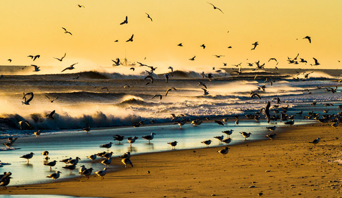 Follow the Birds. Photo: Christor Lukasiewicz