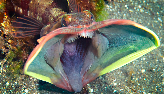 Sarcastic Fringehead