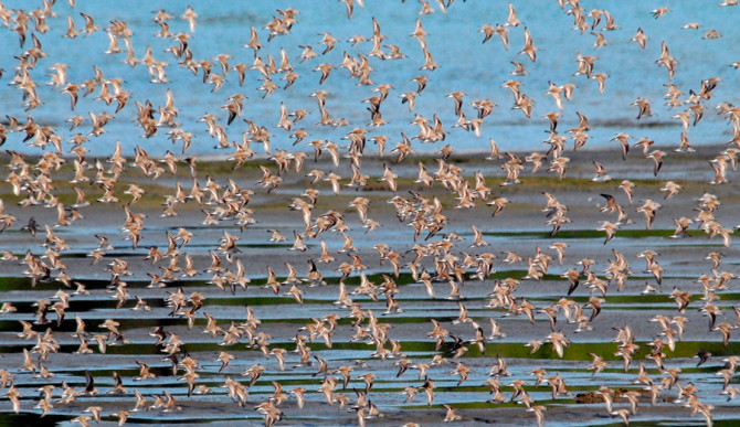 It's not our coast, or their coast; it's everyone's coast. Photo: <a href="https://www.flickr.com/photos/ndomer73/">Dan Dzurisin</a>