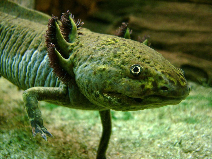 An axolotl with the species' more common coloring. Photo: Wiki Commons