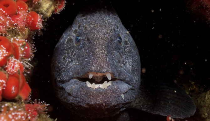 Those jaws, though. Photo: diver.net