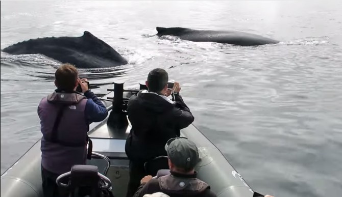 humpack-whales-up-close