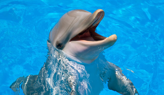 Killing Flipper-automatic mouth-punch. Photo: Shutterstock