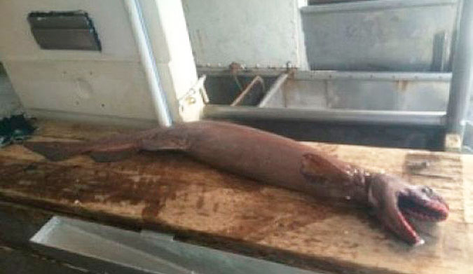 And now there is one less frilled shark in the world. 