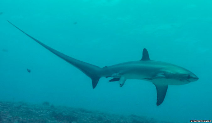 This is reported to be the first photograph of a thresher shark giving birth. Photo: Attila Kaszo