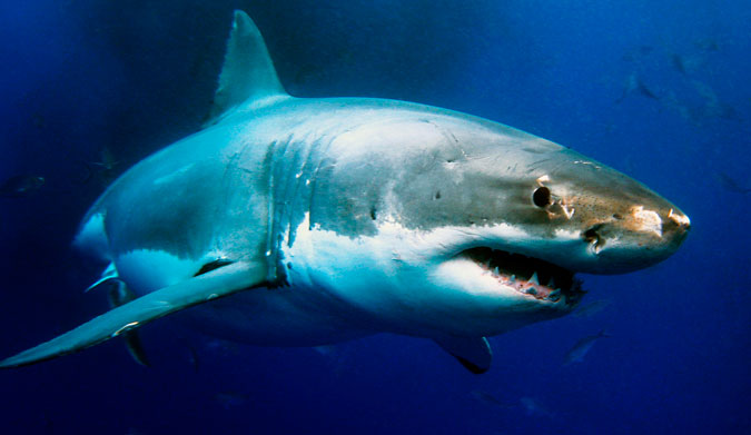 This great white is probably no where as large as the one off the east coast of Australia right now. Photo: Shutterstock