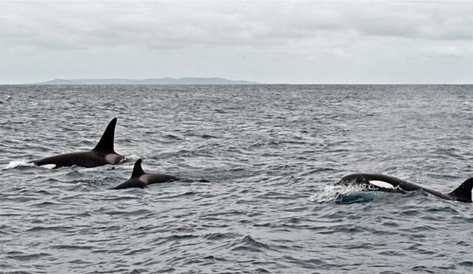 The pod of killer whales that are responsible for the great white's death. Photo: Nuttee's Photography.