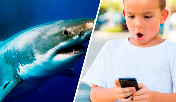 Track sharks in real-time from you mobile before paddling out. Photo: Shutterstock