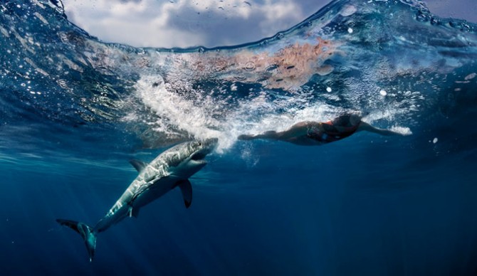 Curiosity killed the shark. Photo: Shutterstock