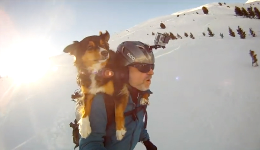 this-ski-dog-is-the-most-ambitious-ski-dog-of-them-all-the-inertia