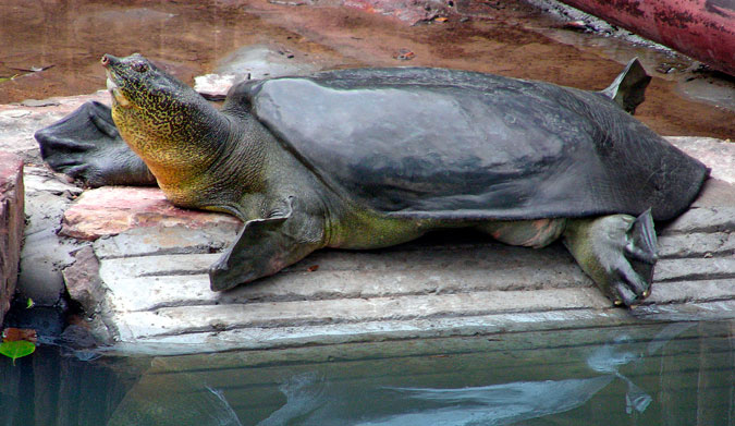 This is the very last female Yangtze Giant Softshell turtle in the whole world... but hopefully, not for long.