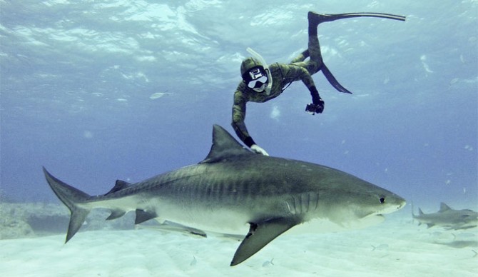 Mark Healey swimming with a tiger in Baja Mexico. Photo: Team Effort Films