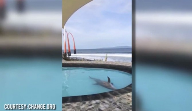 The video of dolphins kept in a small pool in Bali has sparked a viral petition to earn their freedom. 