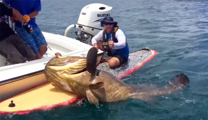 Fisherman Reels In Massive Pound Goliath Grouper On A SUP The Inertia