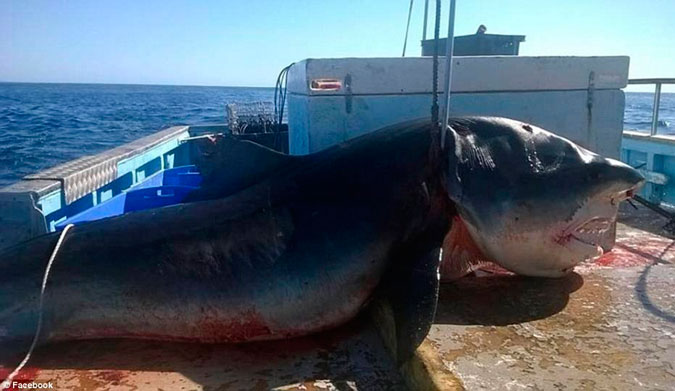 Where ever it was caught, it is a big shark. Photo:  Facebook/Geoff Brooks