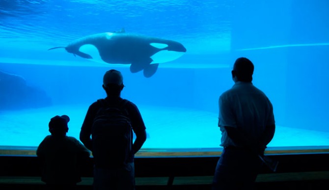 Three people. That's what SeaWorld's annual attendance is shaping up to be. Photo: Shutterstock