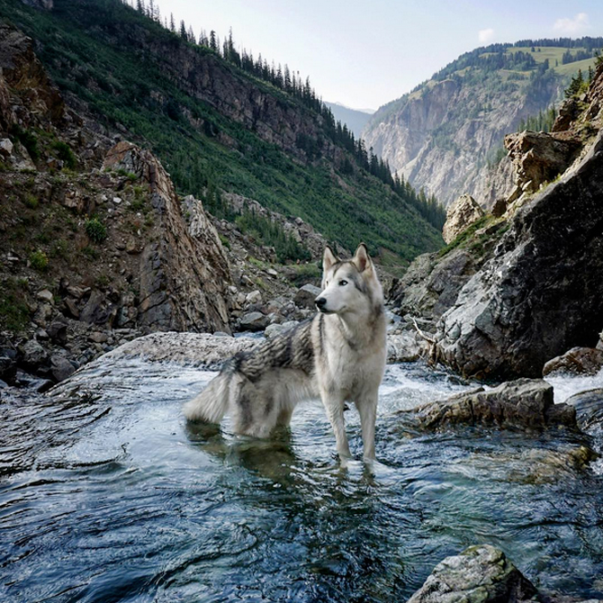 Photo: loki_the_wolfdog via Instagram