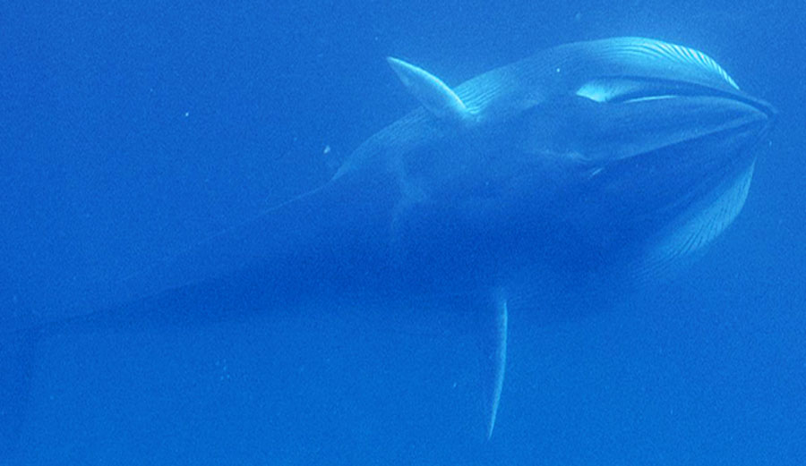 Scientists Just Made First Contact With The World's Rarest Whale | The ...