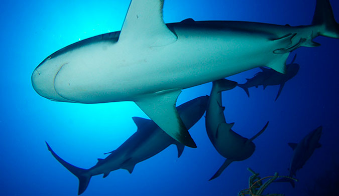 Caribbean reef sharks are just one of many species of shark that love Cuban waters. 