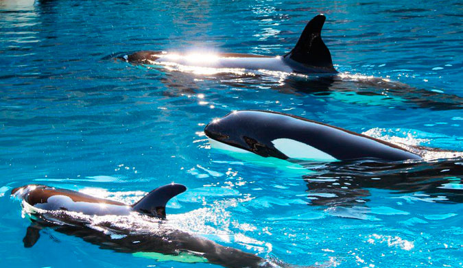 Valentin, at the top, swims with his mother Freya and another orca named Moana. Photo: Orca Aware