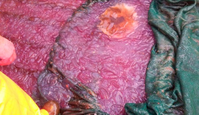 Mysterious purple slop that's plaguing Northern Norway's beautiful coast. Photo: Roger B. Larsen