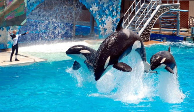 SeaWorld's orca attraction will come to an end next year... but it's just being repackaged.