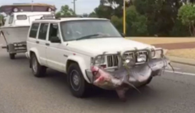 Shark Tied to Car