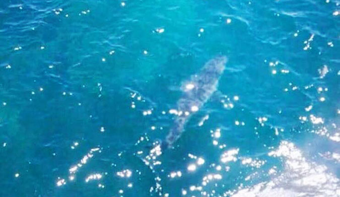 A photo of the shark from a helicopter. It's estimated to be 23 feet long. 