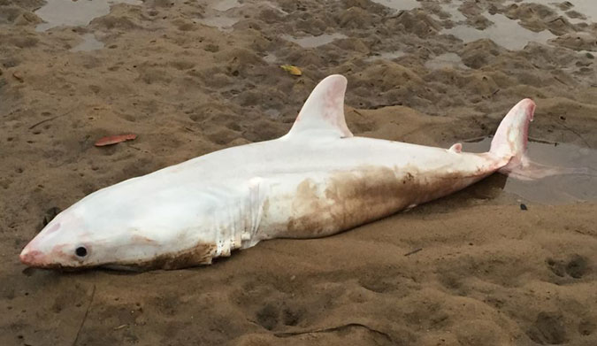 The strange white shark beached itself in New South Wales, Australia.