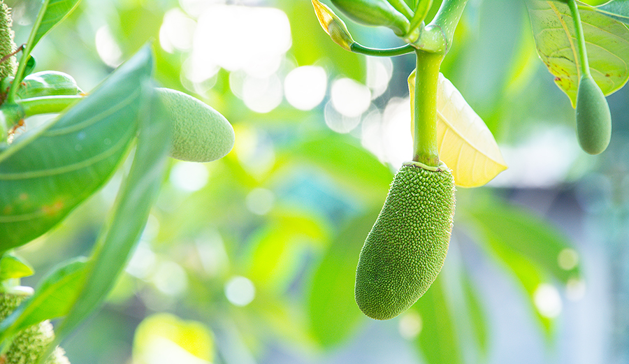 The BBQ sandwich of your dreams is inside that spiny, green fruit. Photo: Shutterstock.