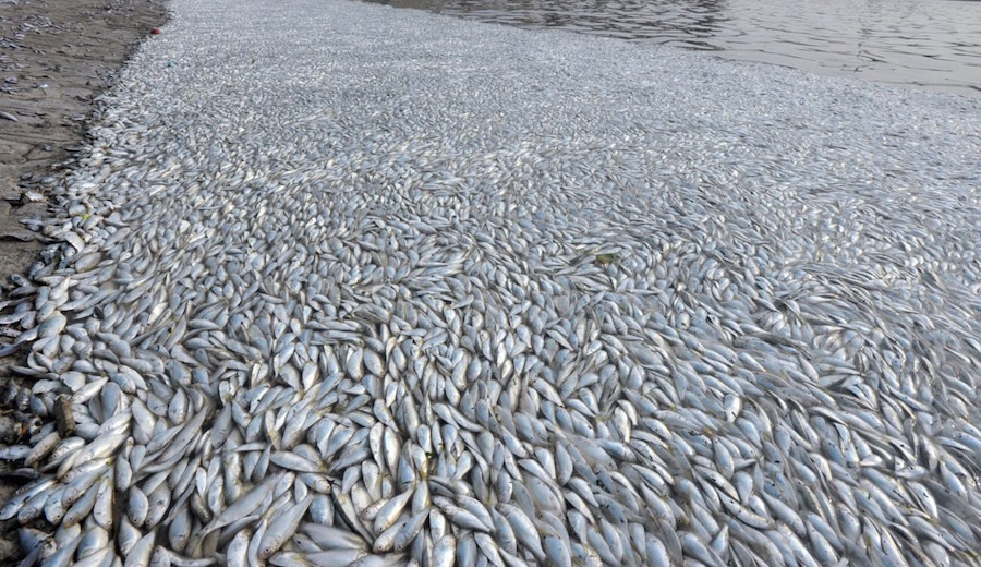 Since April, millions of dead fish have washed up along the shores of Vietnam. Photo: Youtube