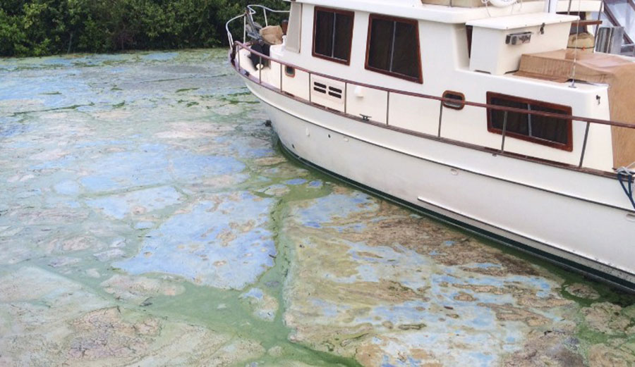 The toxic algae has prompted Gov. Rick Scott to declare a state of emergency. Image: CNN