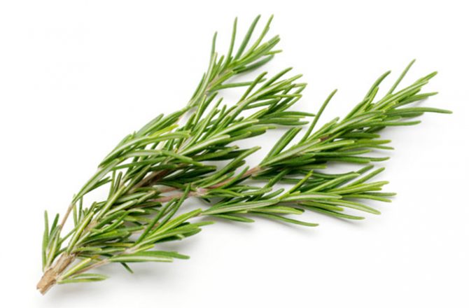 rosemary