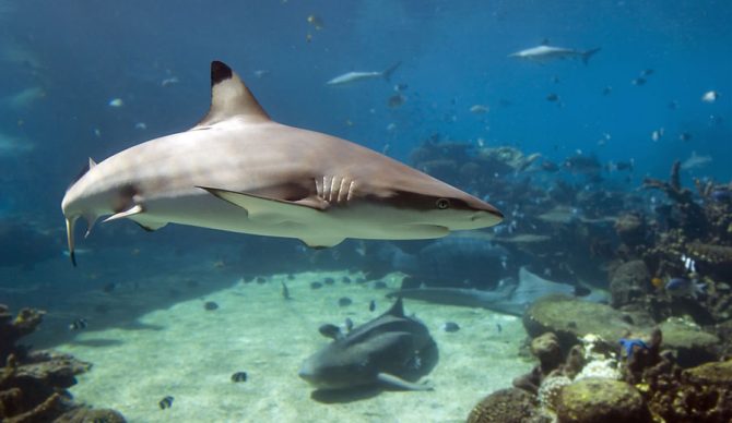 The WWF is trying to protect sharks at the Great Barrier Reef by buying a $100,000 commercial fishing license. Photo: Shutterstock