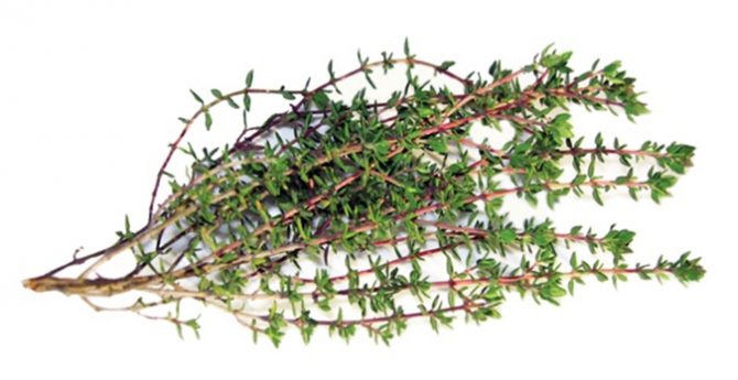 thyme