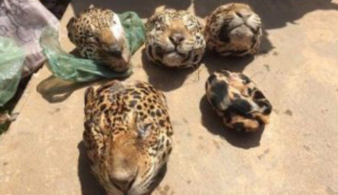 Brazilian police found the heads of five dead Jaguars this week. They arrested three people they believe are involved in the case, keeping just one in custody. 