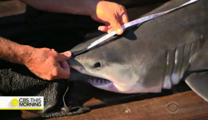 One of the juvenile great whites caught in the waters off southern Long Island. Photo: ABC 7 