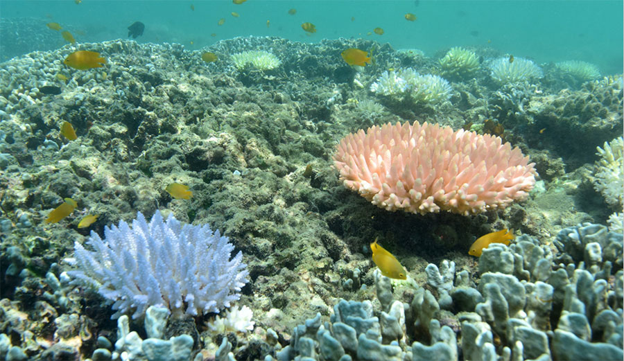 Some healthy corals display such vivid blues and other colors naturally, not during a bleaching event. But these corals are rare. What we are seeing on reefs in northern Queensland is certainly bleaching. Photo: Justin Marshall/coralwatch.org