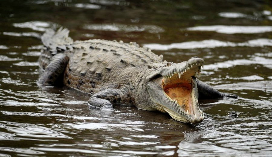 Secrets of surfing crocodiles revealed