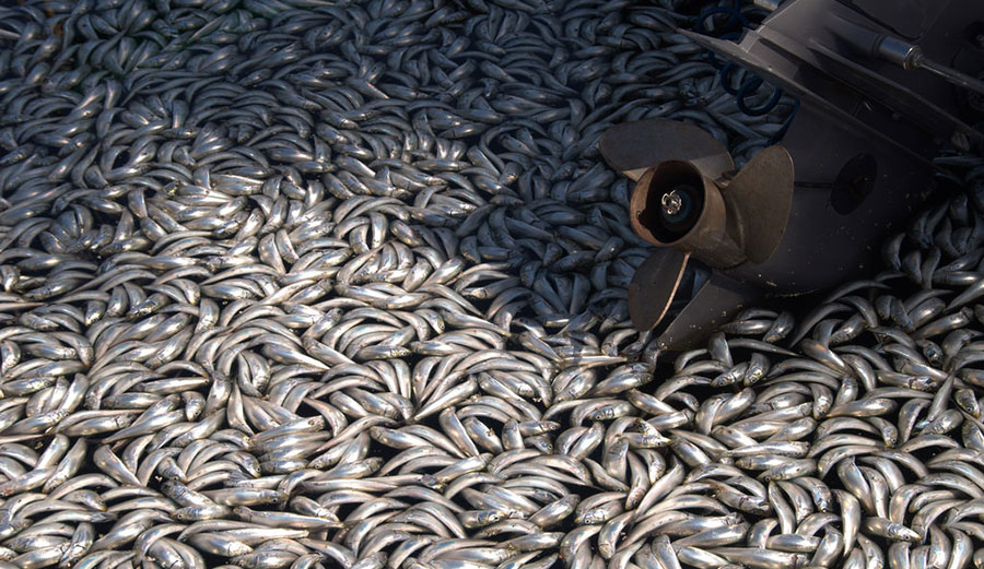 A massive fish die-off occurred in Redondo Beach, California in 2011 caused by oxygen-starved fish. seadigs/flickr, CC BY-NC